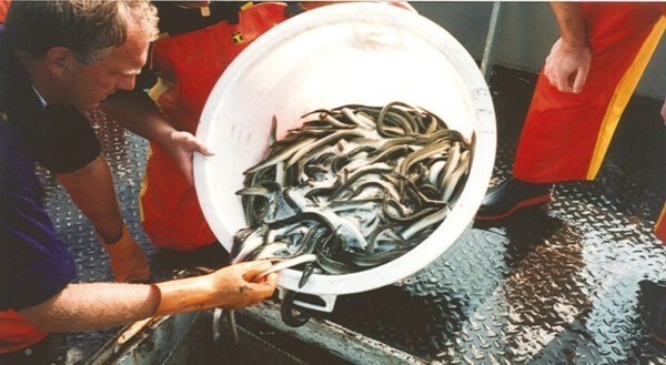 Visserijbedrijf T. Barelds, Duurzaam vissen op en handelen in o.a. Wolhandkrab, Scheermessen, Noordzee krab, Japanse oester, Mosselen, Kreeft, Europese zalm, Pootvis, Baars ,Karper, Paling, Rivierkreeft, Snoek, Snoekbaars, Voorn, Zeelt