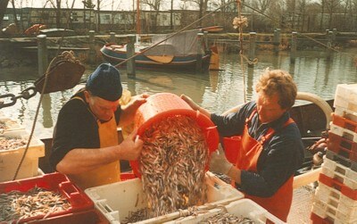 Visserijbedrijf T. Barelds, Duurzaam vissen op en handelen in o.a. Wolhandkrab, Scheermessen, Noordzee krab, Japanse oester, Mosselen, Kreeft, Europese zalm, Pootvis, Baars ,Karper, Paling, Rivierkreeft, Snoek, Snoekbaars, Voorn, Zeelt