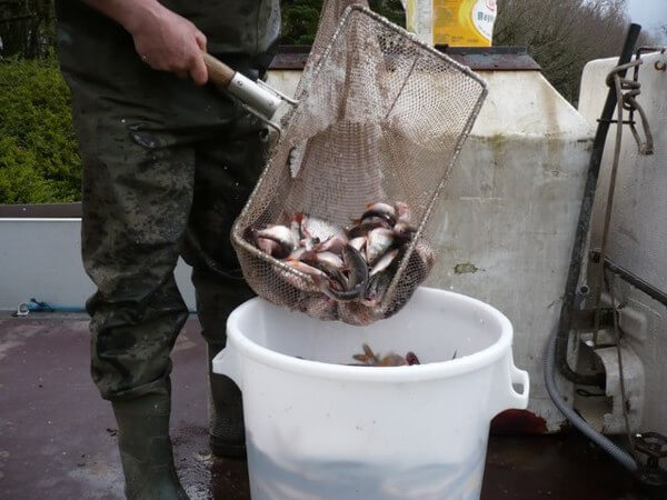 Visserijbedrijf T. Barelds, Duurzaam vissen op en handelen in o.a. Wolhandkrab, Scheermessen, Noordzee krab, Japanse oester, Mosselen, Kreeft, Europese zalm, Pootvis, Baars ,Karper, Paling, Rivierkreeft, Snoek, Snoekbaars, Voorn, Zeelt