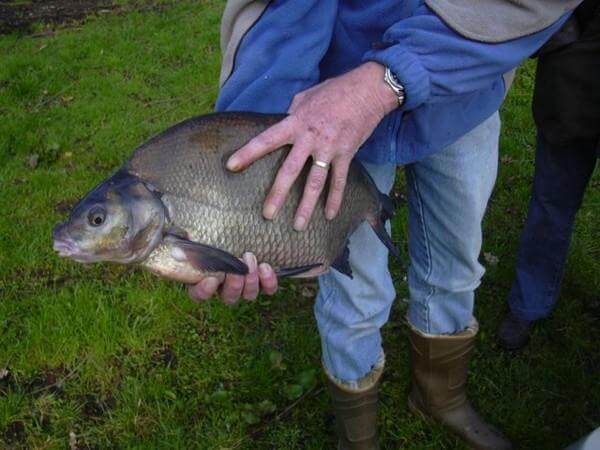 Visserijbedrijf T. Barelds, Duurzaam vissen op en handelen in o.a. Wolhandkrab, Scheermessen, Noordzee krab, Japanse oester, Mosselen, Kreeft, Europese zalm, Pootvis, Baars ,Karper, Paling, Rivierkreeft, Snoek, Snoekbaars, Voorn, Zeelt