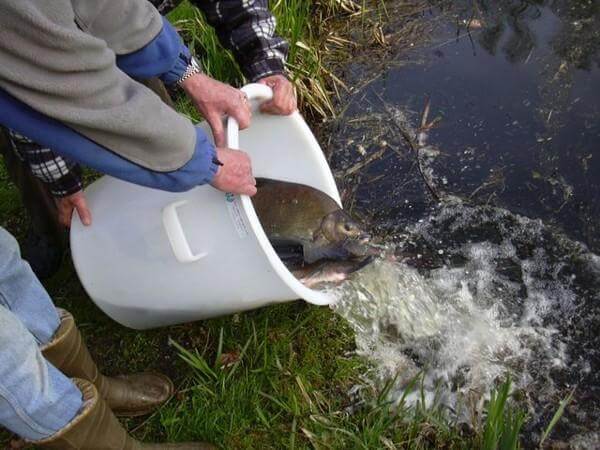 Visserijbedrijf T. Barelds, Duurzaam vissen op en handelen in o.a. Wolhandkrab, Scheermessen, Noordzee krab, Japanse oester, Mosselen, Kreeft, Europese zalm, Pootvis, Baars ,Karper, Paling, Rivierkreeft, Snoek, Snoekbaars, Voorn, Zeelt