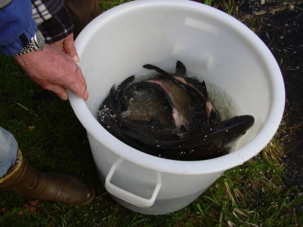 Visserijbedrijf T. Barelds, Duurzaam vissen op en handelen in o.a. Wolhandkrab, Scheermessen, Noordzee krab, Japanse oester, Mosselen, Kreeft, Europese zalm, Pootvis, Baars ,Karper, Paling, Rivierkreeft, Snoek, Snoekbaars, Voorn, Zeelt