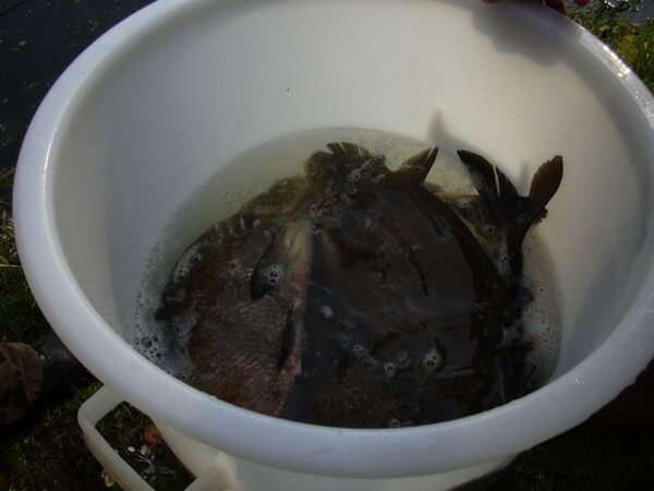 Visserijbedrijf T. Barelds, Duurzaam vissen op en handelen in o.a. Wolhandkrab, Scheermessen, Noordzee krab, Japanse oester, Mosselen, Kreeft, Europese zalm, Pootvis, Baars ,Karper, Paling, Rivierkreeft, Snoek, Snoekbaars, Voorn, Zeelt