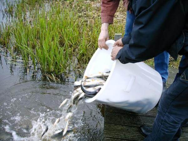 Visserijbedrijf T. Barelds, Duurzaam vissen op en handelen in o.a. Wolhandkrab, Scheermessen, Noordzee krab, Japanse oester, Mosselen, Kreeft, Europese zalm, Pootvis, Baars ,Karper, Paling, Rivierkreeft, Snoek, Snoekbaars, Voorn, Zeelt