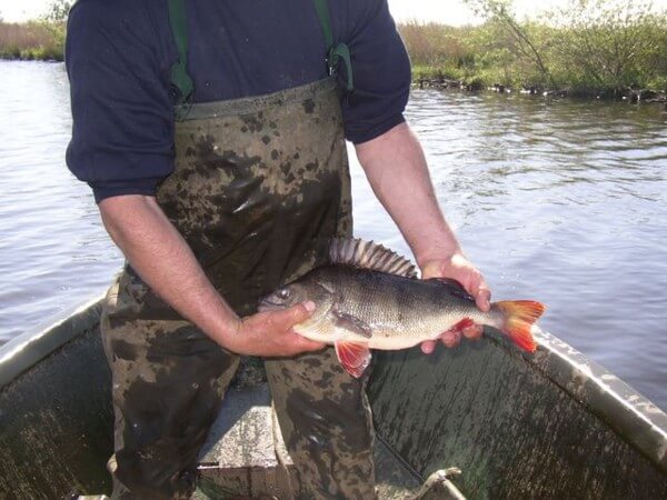 Visserijbedrijf T. Barelds, Duurzaam vissen op en handelen in o.a. Wolhandkrab, Scheermessen, Noordzee krab, Japanse oester, Mosselen, Kreeft, Europese zalm, Pootvis, Baars ,Karper, Paling, Rivierkreeft, Snoek, Snoekbaars, Voorn, Zeelt